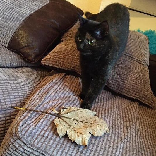 Feuille à chat basique