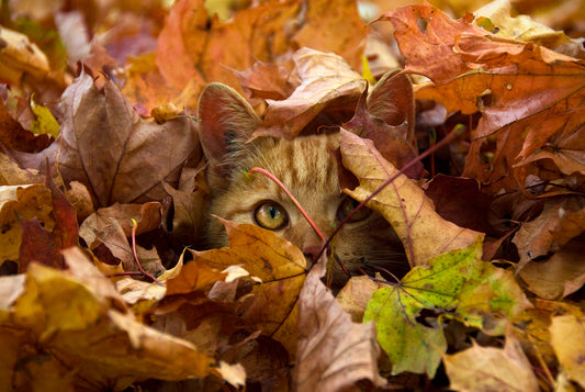 Feuille à chat super cool